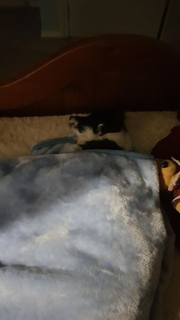 MINION PUT HERSELF TO BED
