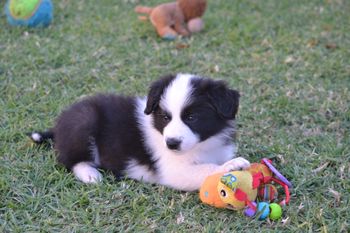 Max
