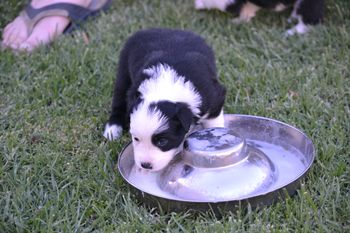 OLLIE
