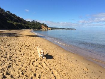 Rosie having a run along the beach
