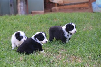 BOY 1, BOY3 AND BOY 5
