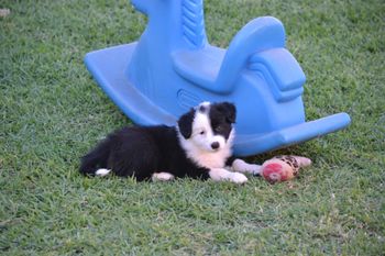 FRANKIE-sold
