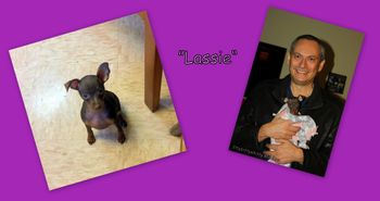 "Lassie"
