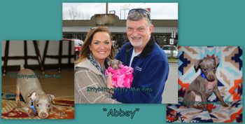 "Abbey"
