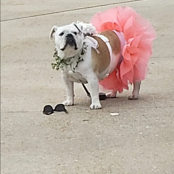 dog in pink tutu at a wedding ceremony in Chicago