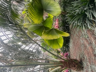 Weddings at Garfield Park Conservatory with Parkwest String Quartet