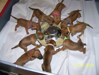 First Puppy Gruel
