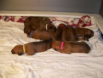 8 days old
