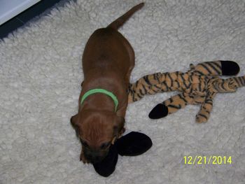 Their First Toy
