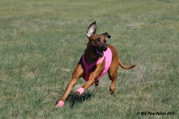 Lila
