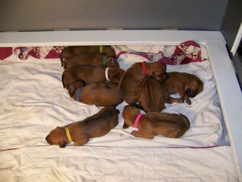 8 days old
