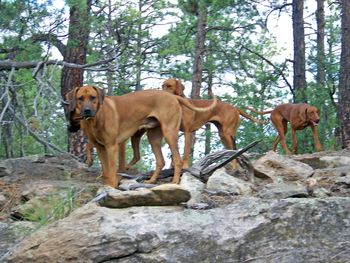 Reddington and Lacy July 2016
