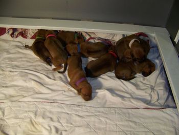 8 days old
