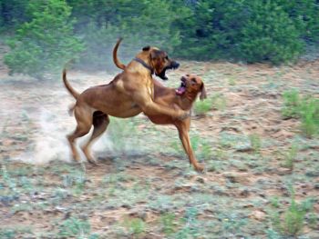 Reddington and Lacy July 2016
