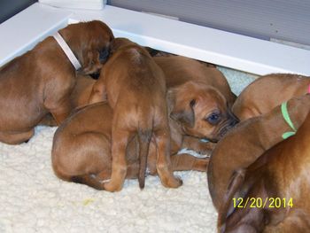 3 Weeks
