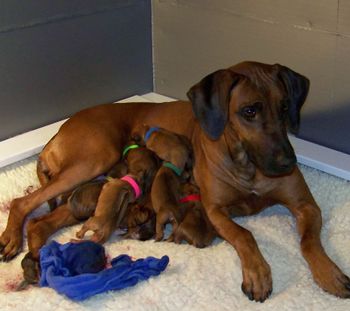Newborn
