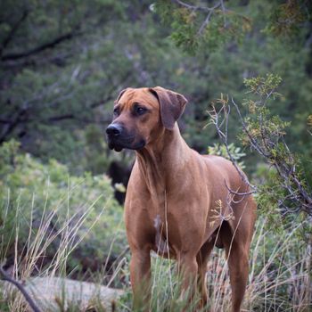 Bronze Grand Champion Reddington
