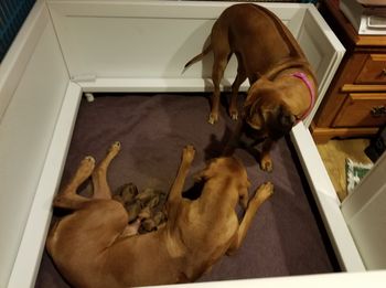 Kimber with newborns

