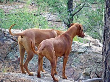 Reddington and Lacy  July 2016
