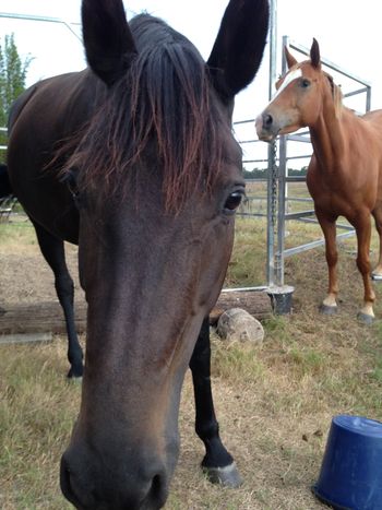 Amber & Freda
