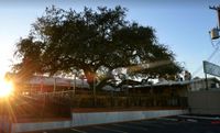 Whiskey Tree