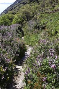 In The Ancient Path Of Karthea