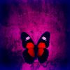 All The While The Butterfly - CD