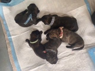 Brindle girls
