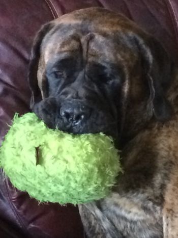 Roxy with her favorite toy
