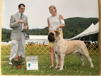 Ripley. 14 months old  winning winners bitch , Best of winners and Best Opposite Sex 4 days in a row
