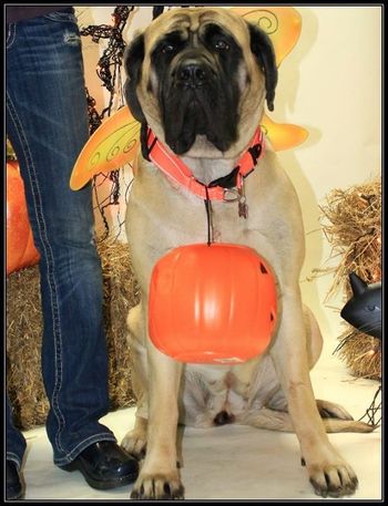 Punkin
