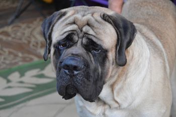 21 mos old.   245 lbs.
