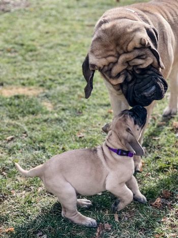 Caroline in new home with brother Papi
