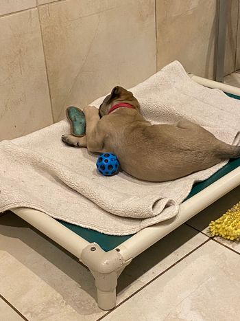 Olive - and then there was one
