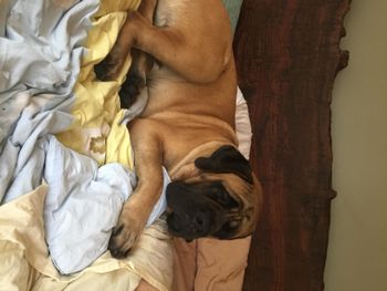 Romulus ( Jack)
