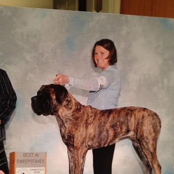Roxy winning the Sweeps at the Connicticut River Working Group Specialty.
