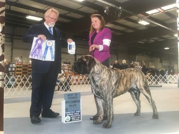 Blade at 11 mos old finishing his  championship at CT River Working
