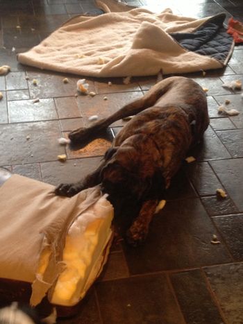 The only naughty thing this girl has ever done - she was 7 mos and ate my leather chair cushion
