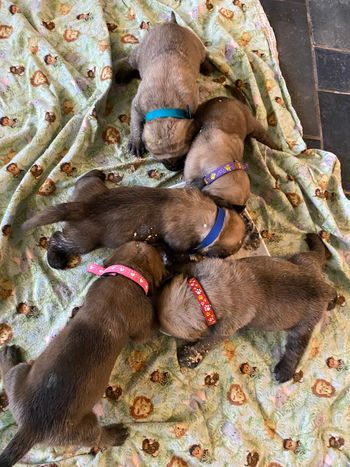 First meal.  3 wks old today  12/10/21
