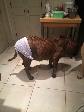 Poor Roxy - still a week to go before she delivered 14 Halloween goblins
