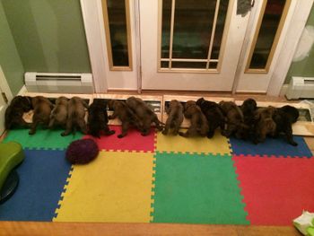 Feeding troth line up
