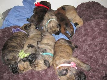 Roxy red collar at the back

