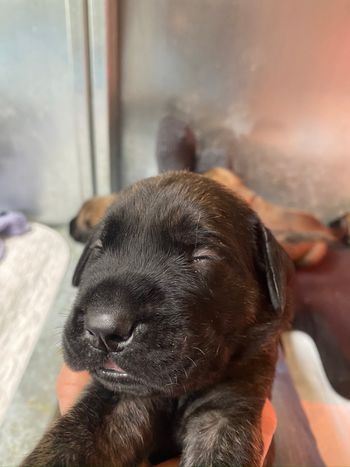 Eyes opening day 15 little boy
