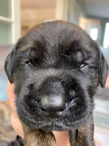 Little pinks eyes open 15 days old

