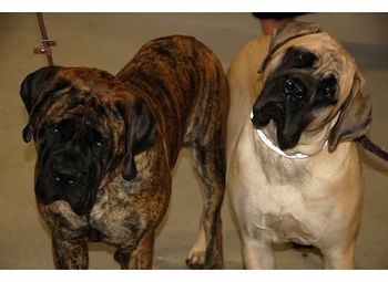 Roxy and sister Saphera at 11 mos
