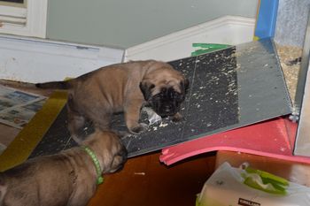 Learning to do ramps
