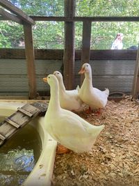 Cocke County Fair