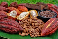 Cacao Ceremony with Live music