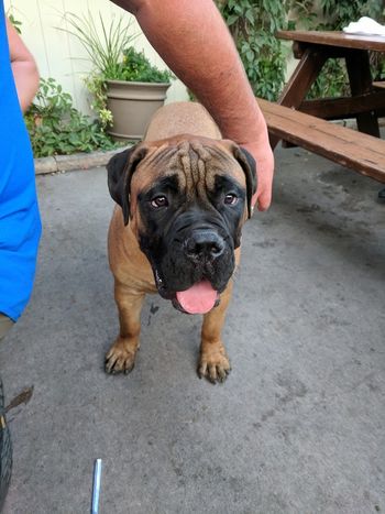 A dog.
