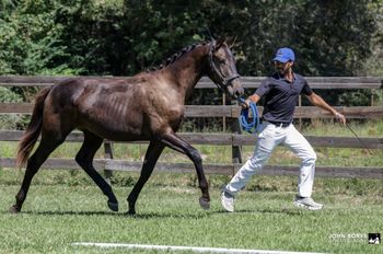 Kjeiko WS, 2024 filly by Kjento
